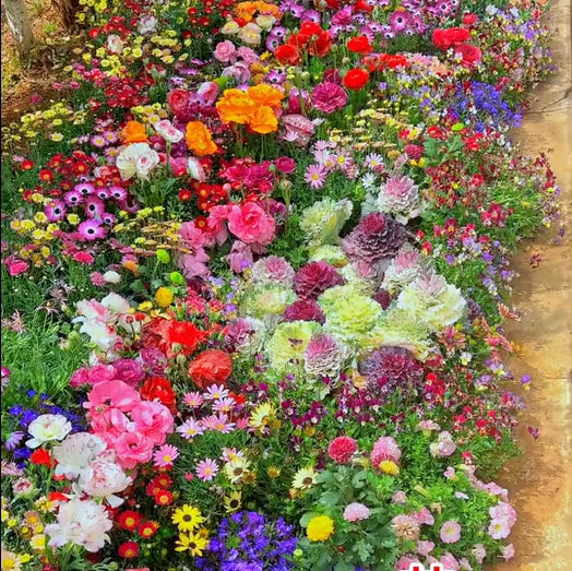 💝Mixed Perennial Flowers Seeds30- 60kinds mixed